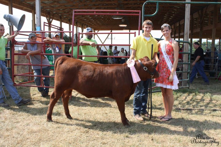 Reserve Champion Red Angus Female