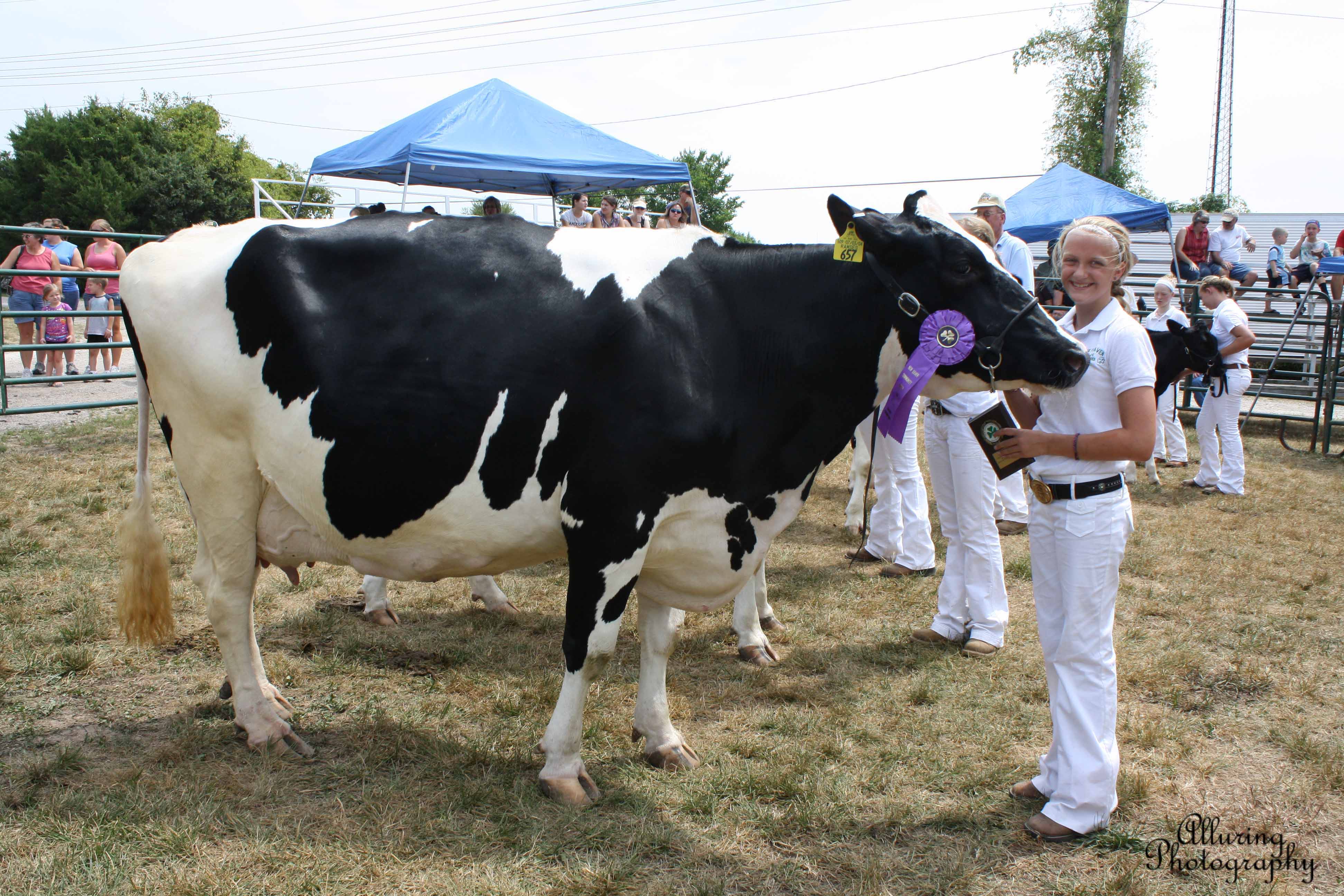 Grand Champion Holstein