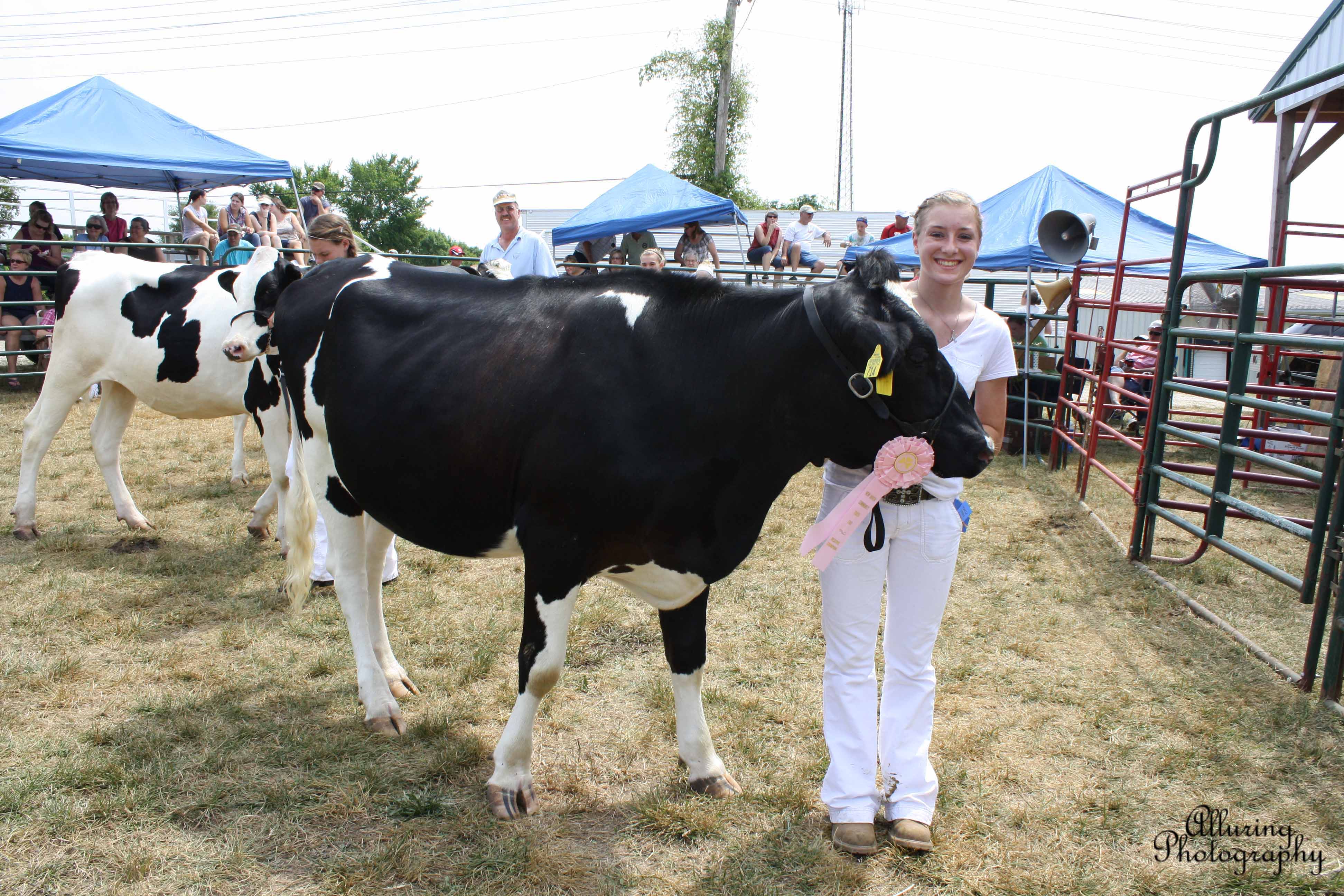 Reserve Champion Holstein